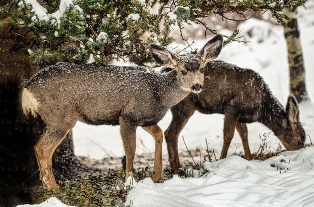 fauna selvatica, ciaspole, skialp