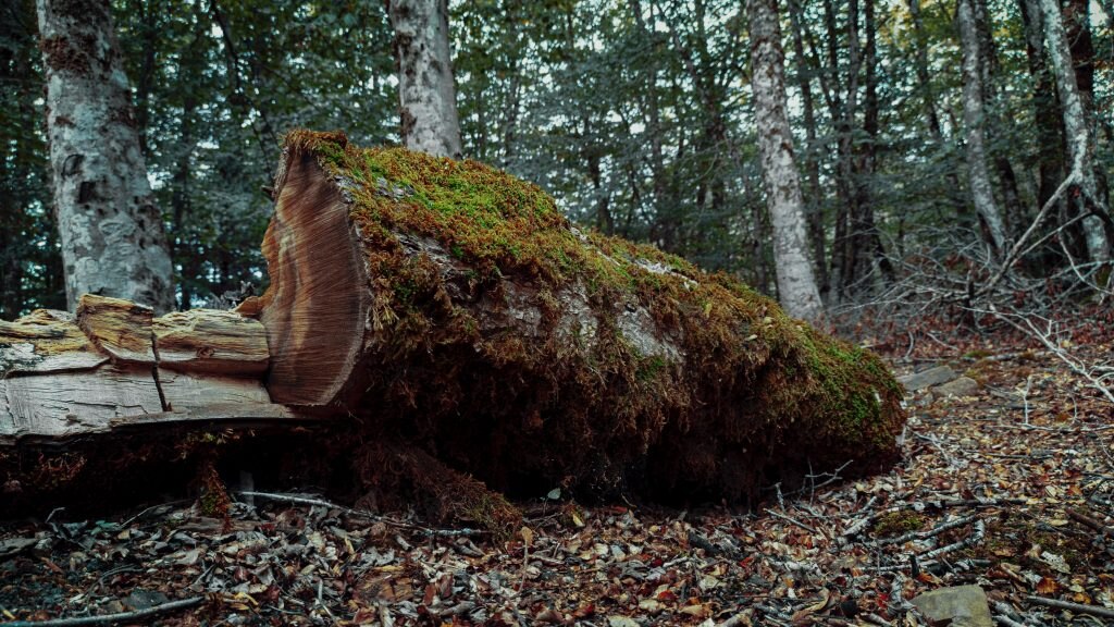 Nebrodi - Foto Giuseppe  Famiani  @Unsplash