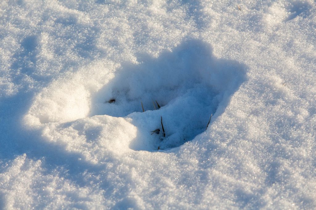 Foto Pixabay @GregReese