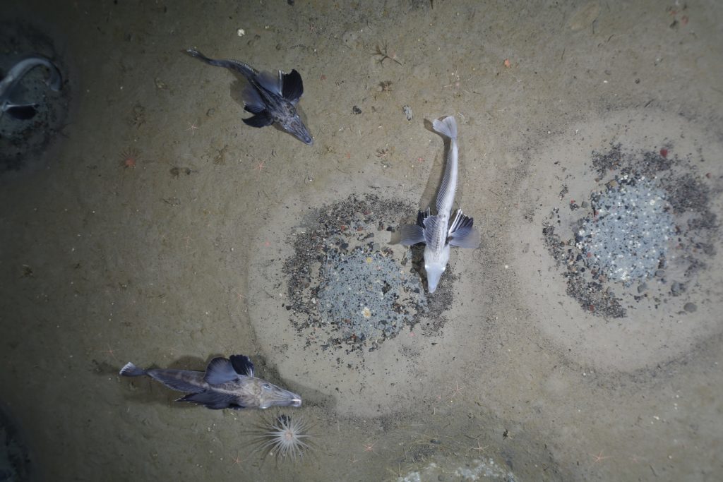 Guardiani - Foto Alfred Wegener Institut