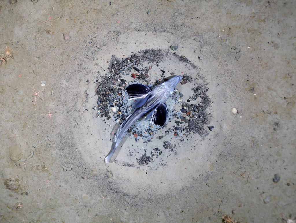 Il guardiano del nido - Foto Alfred Wegener Institut