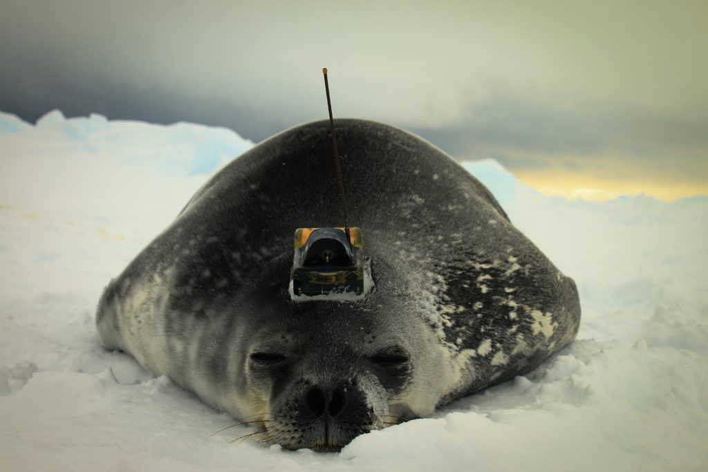 Besenderte Weddellrobbe in der Antarktis. 

Antarctic Weddell Seal equipped with a transmitter.