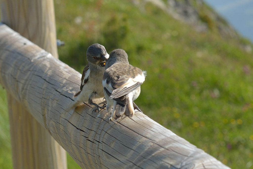 Fringuelli alpini - Foto Wikimedia Commons @ Wolfgang Moroder