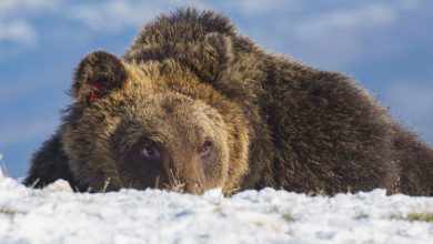 Photo of Buone notizie dal PNALM: l’orso Juan Carrito si è addormentato!