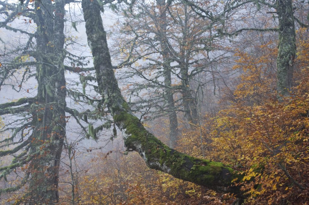 Faggeta PNALM - Bruno D