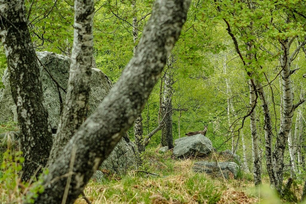 Parco Nazionale Val Grande - Foto Wikimedia Commons @Luca Della Valle