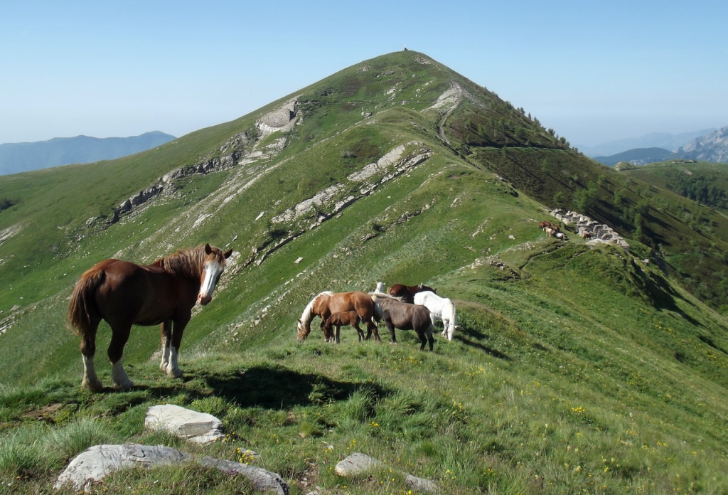 Il monte Frontè (Alpi Liguri) e il passo omonimo dalla cima Garlenda - Foto Wikimedia Commons @Pampuco