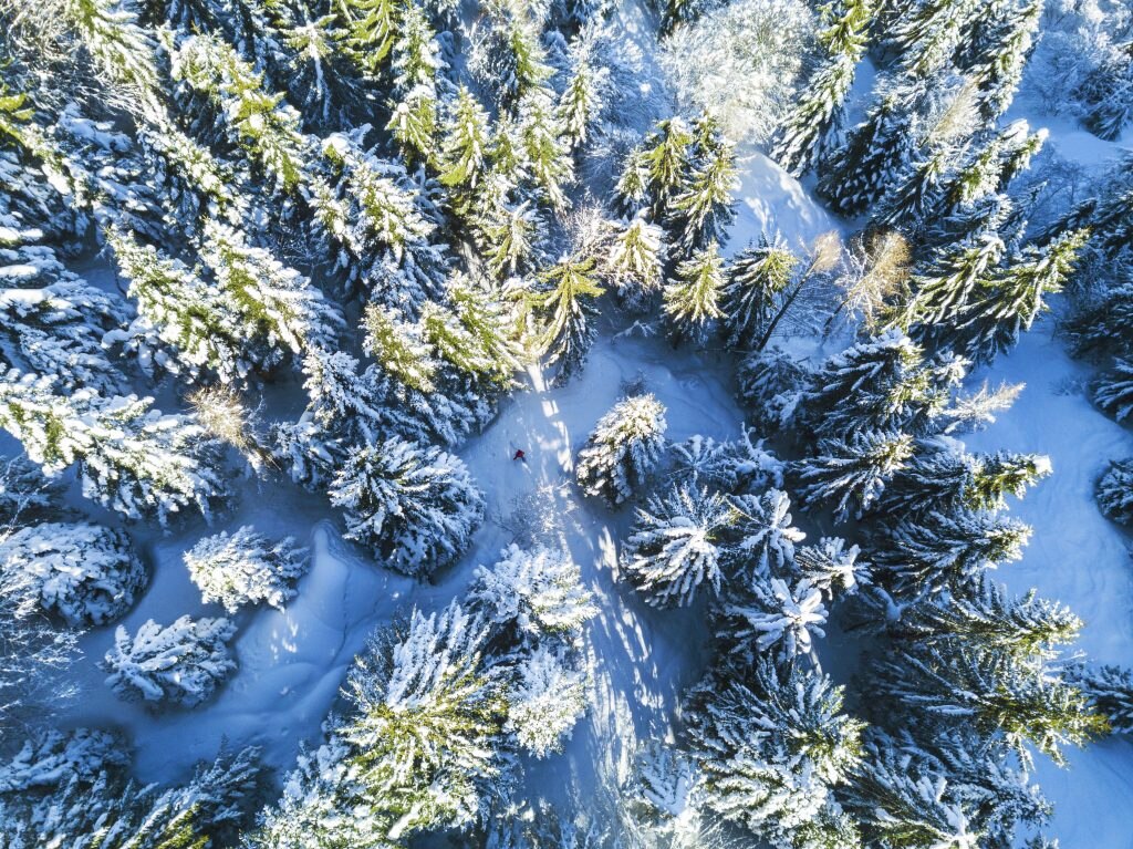 Pineta innevata nelle Alpi di Cuneo - ph. Simone Mondino - Archivio Fotografico ATL del Cuneese