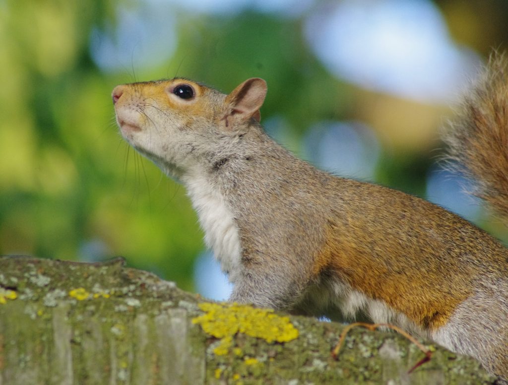 Scoiattolo grigio - Foto Wikimedia Commons @ Bert Seghers