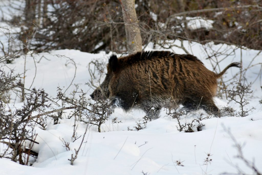 Un cinghiale nella neve