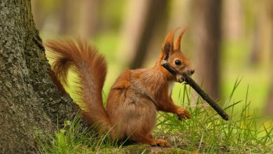 Photo of Per salvare lo scoiattolo rosso non basta piantare alberi, servono le foreste