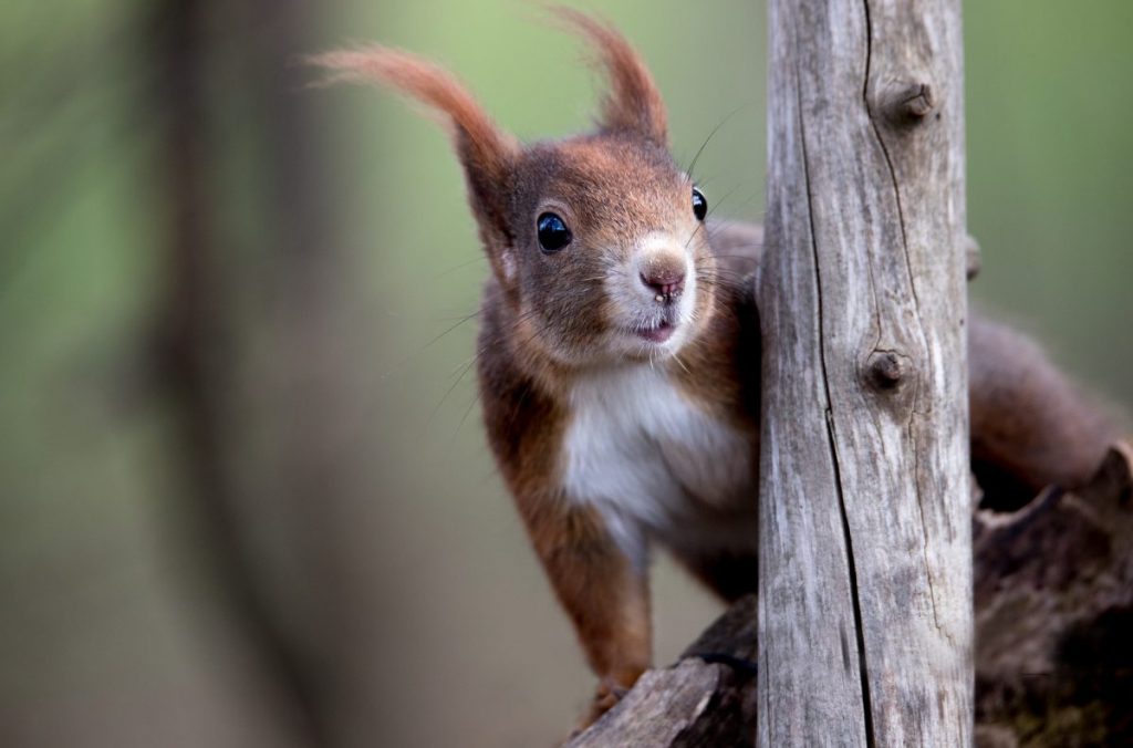 scoiattolo rosso