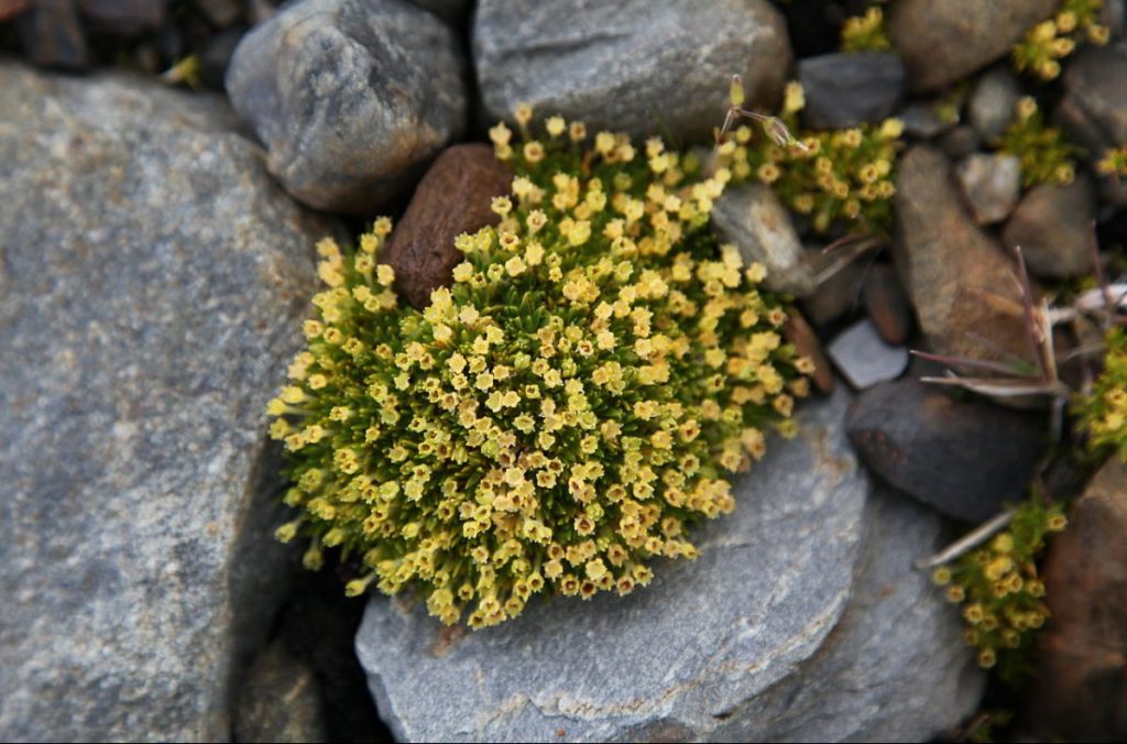 antartide, cambiamento climatico