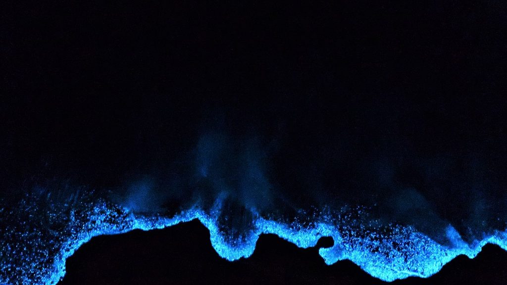 Bioluminescenza marina - Foto Wikimedia Commons @Johanna Brehmer