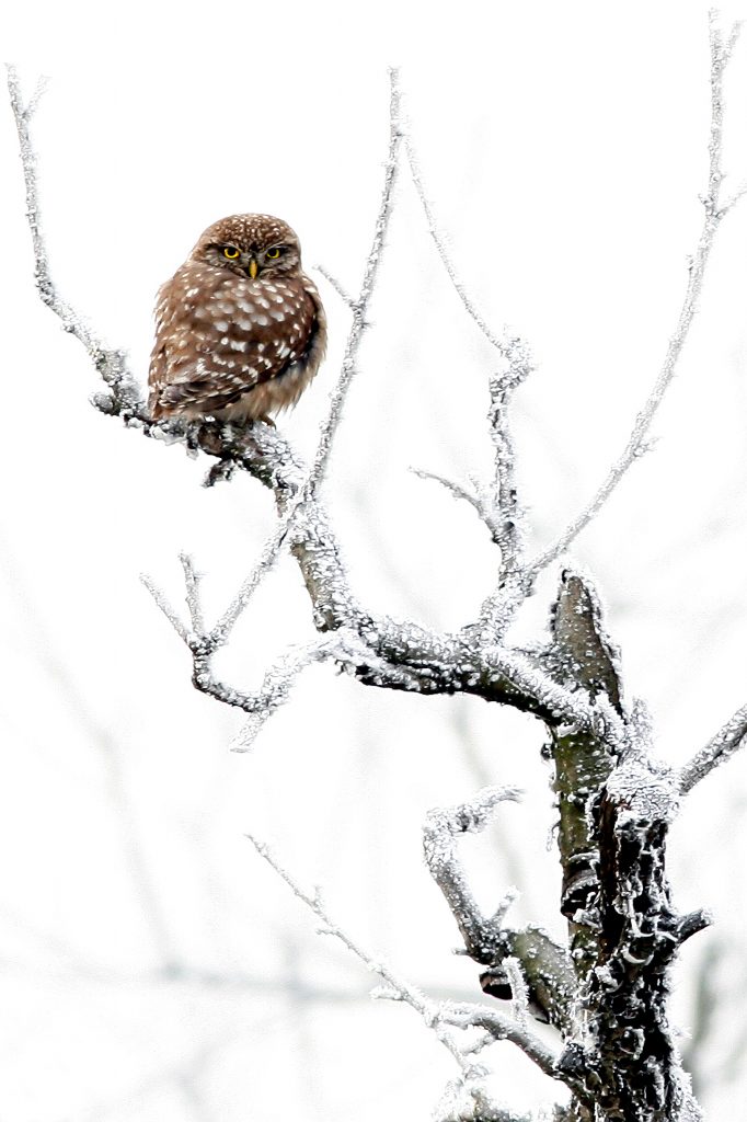 1a Fauna Selvatica XV ed. - Civetta - Mirko Zanetti – Anzola dell’Emilia BO