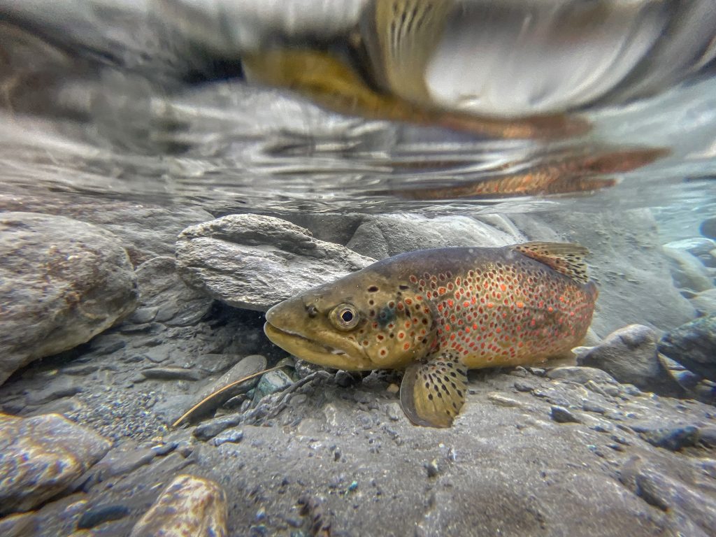 1a Micromondo XV ed. - Trota fario mediterranea - Fabrizio Moglia – Moncucco AT