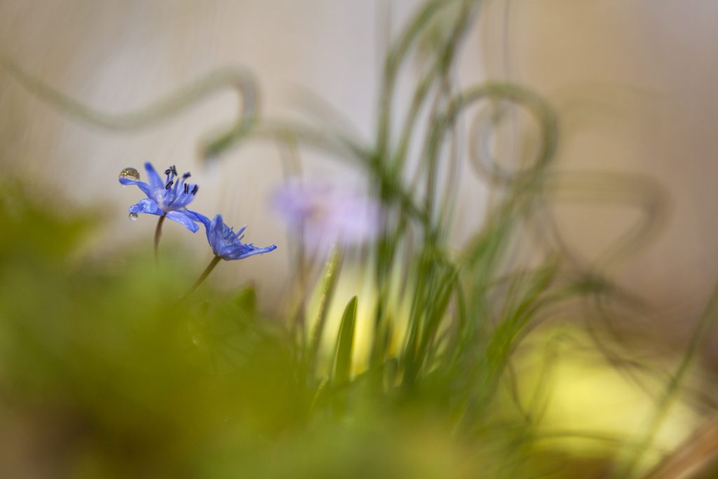 1a Mondo vegetale XV ed. - Gocce e trame - Claudia Giusti – Borgo San Lorenzo FI