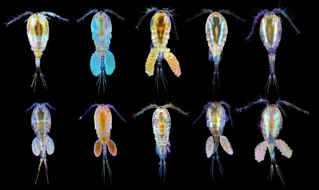 Copepodi - Foto Wikimedia Commons @Andrei Savitsky