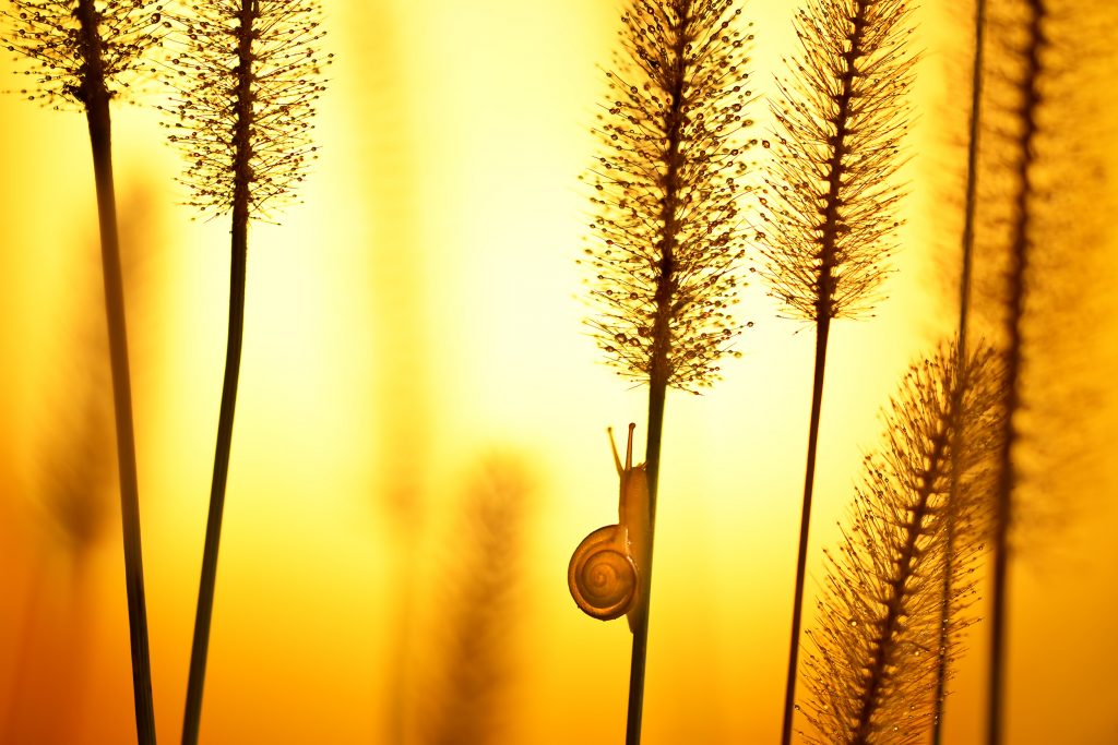 2a Micromondo XV ed. - In salita - Giuseppe Bonali – Robecco d’Oglio CR