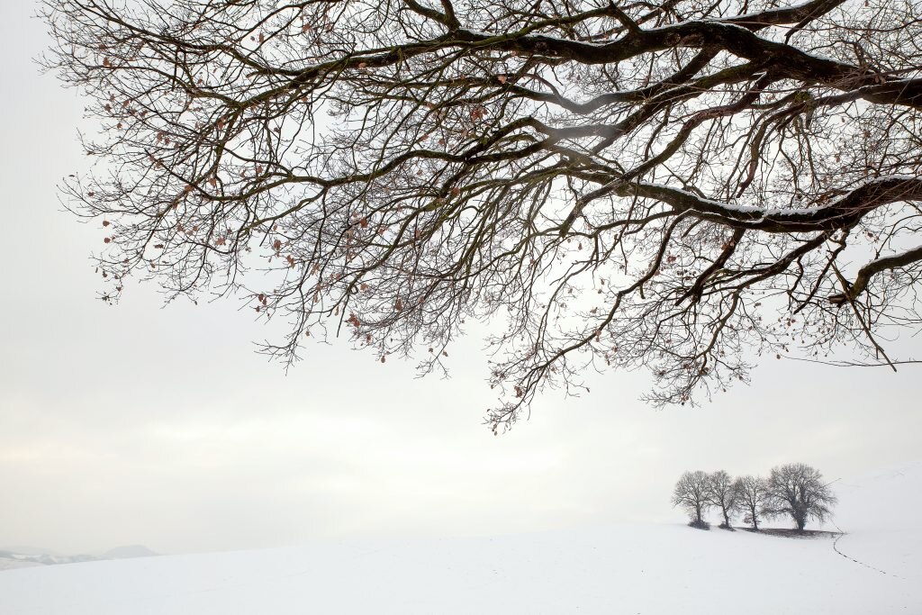 2a Mondo vegetale XV ed. - Four trees - Melchiorre Pizzitola – Bologna BO