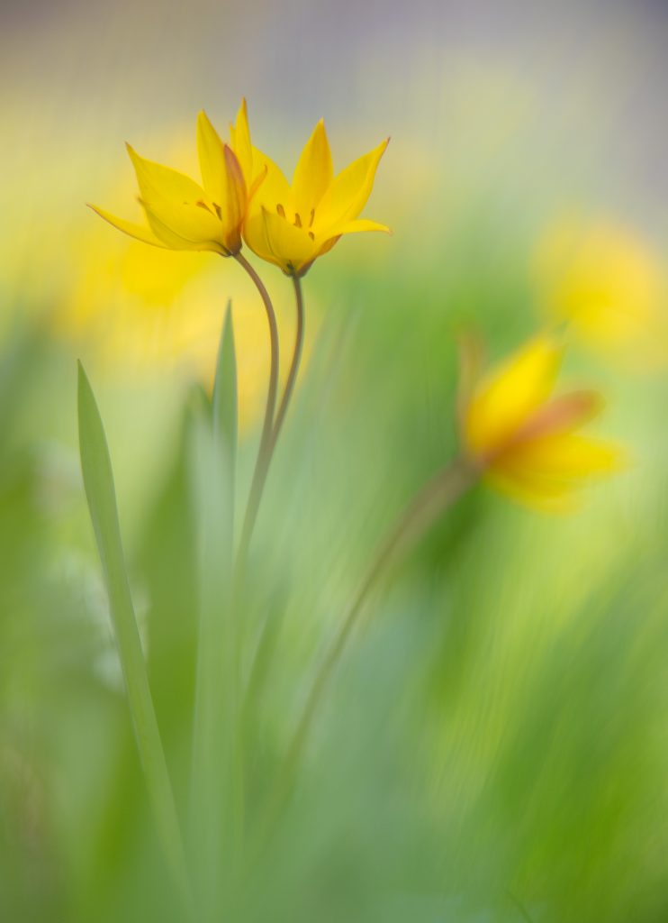 3a Mondo vegetale XV ed. - Tenerezze floreali - Massimo Arcaro – Quart AO