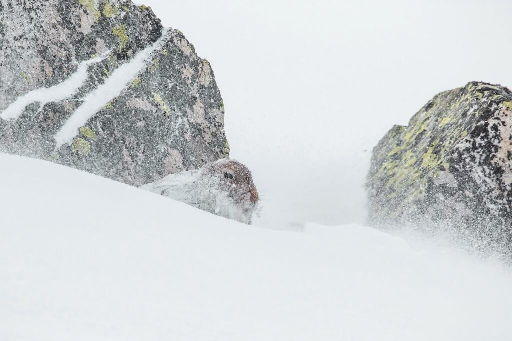 3a Fauna selvatica XV ed. - Lepre variabile nella bufera - Emilio Ricci – Sonico BS