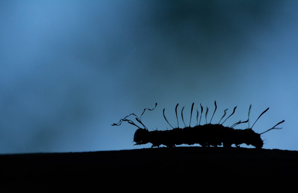 3a Fauna selvatica XV ed. - Scapigliatura – Acronicta alni - Gabriele Saglibene – Cremeno LC