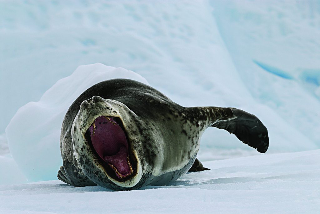 Una na foca leopardo, formidabile predatore quasi in cima alla catena alimentare. A cacciarla è solo l’orca, che emerge dall’acqua (anche per respirare, essendo un mammifero) e la sorprende mentre riposa sul ghiaccio. Foto SILVERPHOTOGRAPHY.RU/ADOBE STOCK