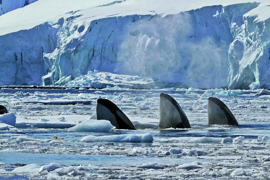Tre esemplari di Orcinus orca del tipo B
nella baia di Dorian, nell’arcipelago di Palmer, vicino alla Penisola Antartica. MICHAEL S. NOLAN/AGEFOTOSTOCK/ALAMY