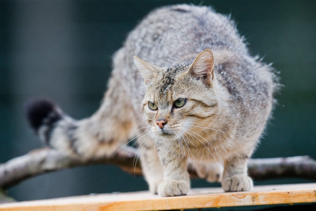 Gatto selvatico - Foto ANSA/Julian Stratenschulte/dpa