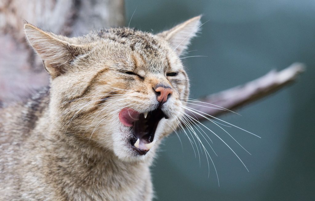 Gatto selvatico - Foto ANSA/Julian Stratenschulte/dpa