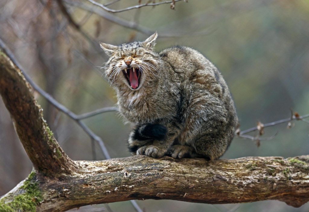 Gatto selvatico - Foto ANSA/EPA/RONALD WITTEK