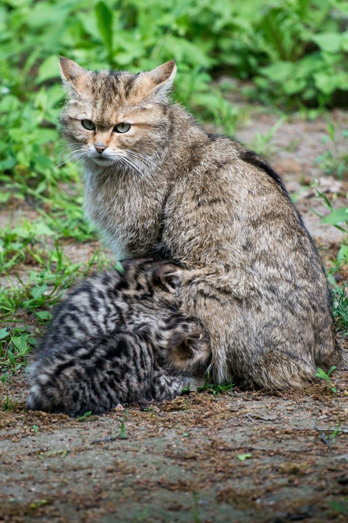 Gatto selvatico - Foto ANSA/EPA/MACIEJ KULCZYNSKI POLAND OUT