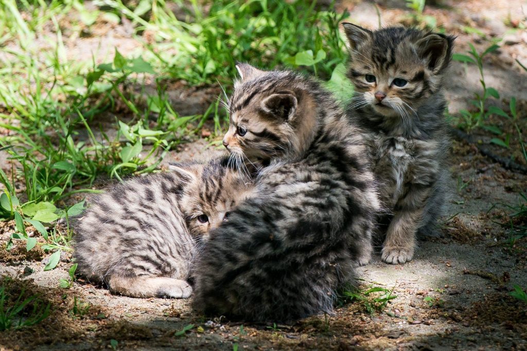 Gatto selvatico - Foto ANSA/EPA/MACIEJ KULCZYNSKI POLAND OUT