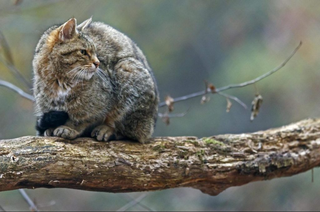 gatto selvatico