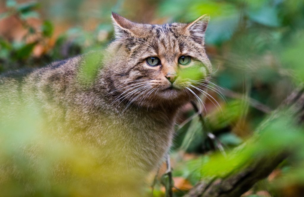 Gatto selvatico - Foto ANSA/JULIAN STRATENSCHULTE/dpa