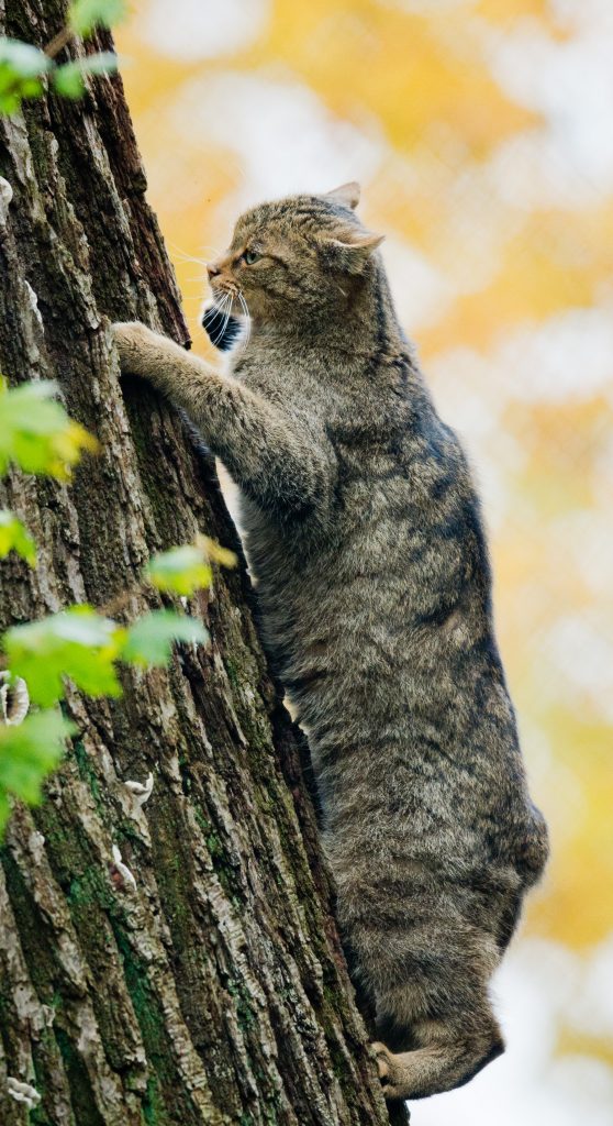 Gatto selvatico - Foto ANSA/JULIAN STRATENSCHULTE/dpa