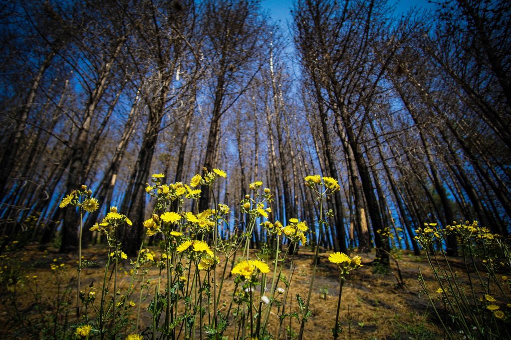 La pineta del Vesuvio - Foto ANSA/CESARE ABBATE