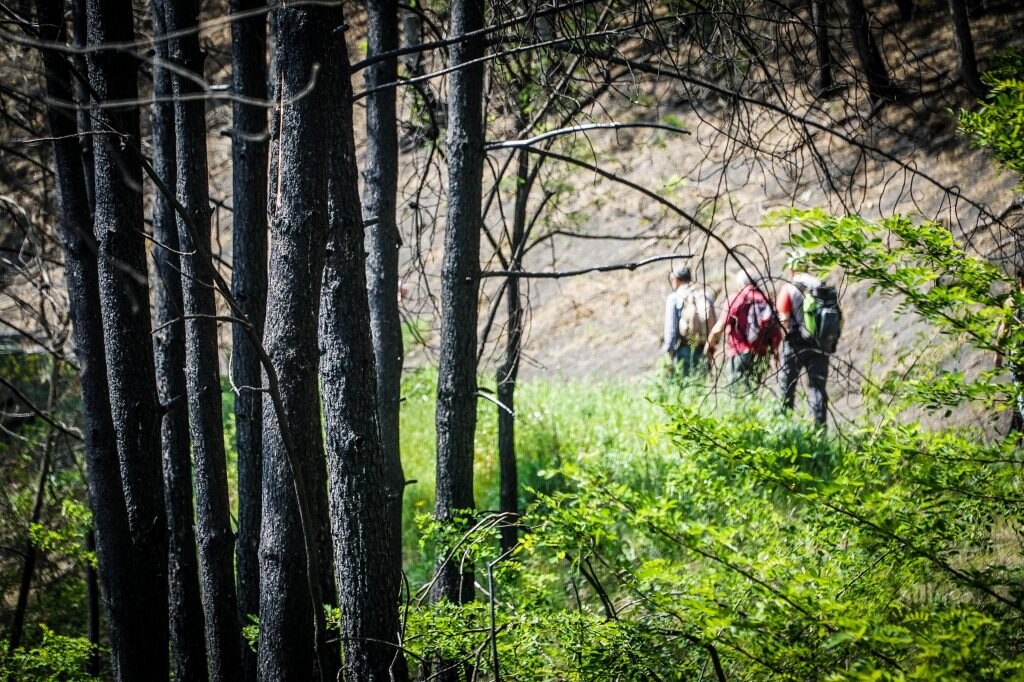 Pineta del Vesuvio - Foto ANSA/CESARE ABBATE