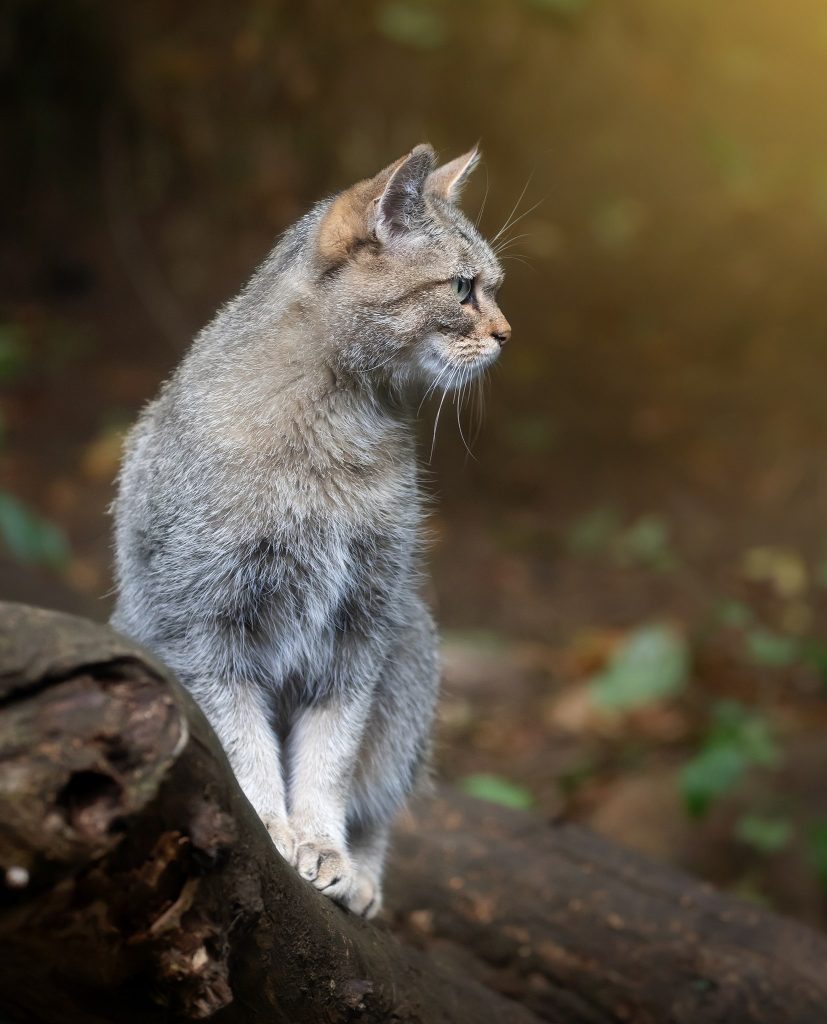 Gatto selvatico - Foto Wikimedia Commons @Radomír Šalda