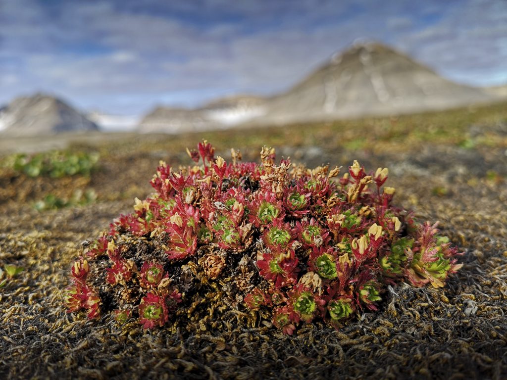 La vegetazione della tundra delle Svalbard è prostrata ma ricca di colori, come questa sassifraga - Credits Giamberini/Provenzale