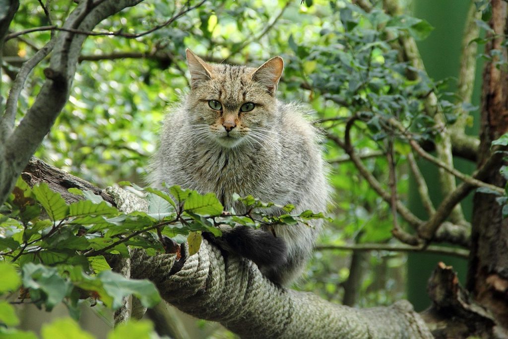 Gatto selvatico - Foto Wikimedia Commons @Zoo Hluboka