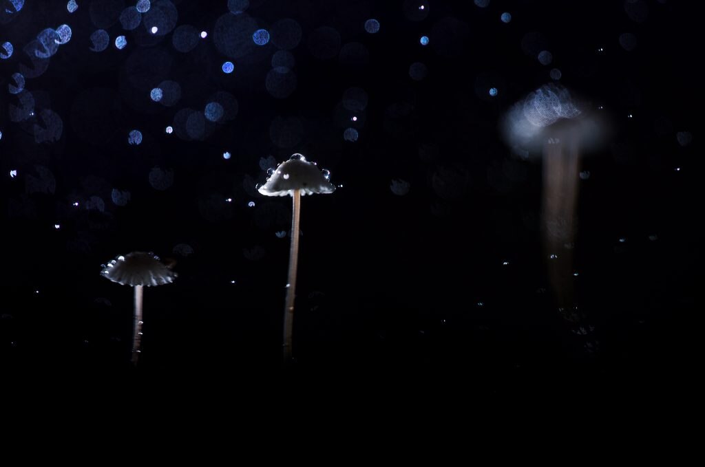 Il magico mondo dei folletti	Melchiorre Pizzitola – Bologna BO