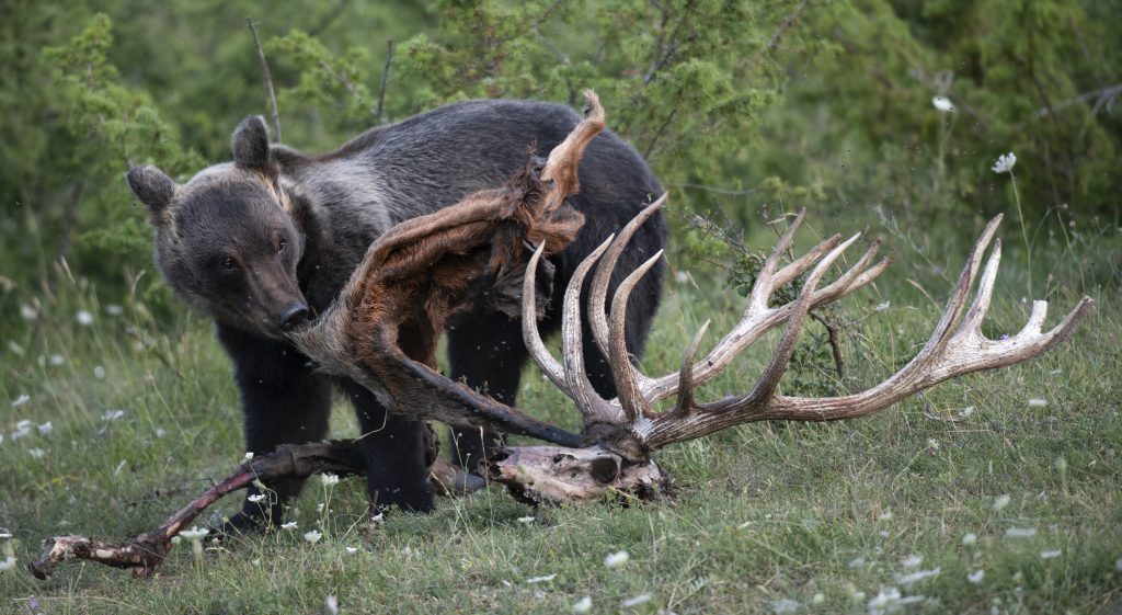 Le spoglie del re - Gianluca Damiani – Roma RM