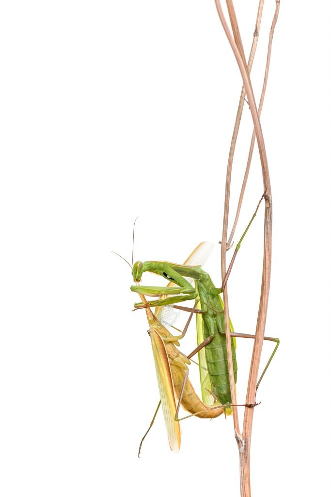 Sacrificio d’amore	Elisa Confortini – Poppi AR