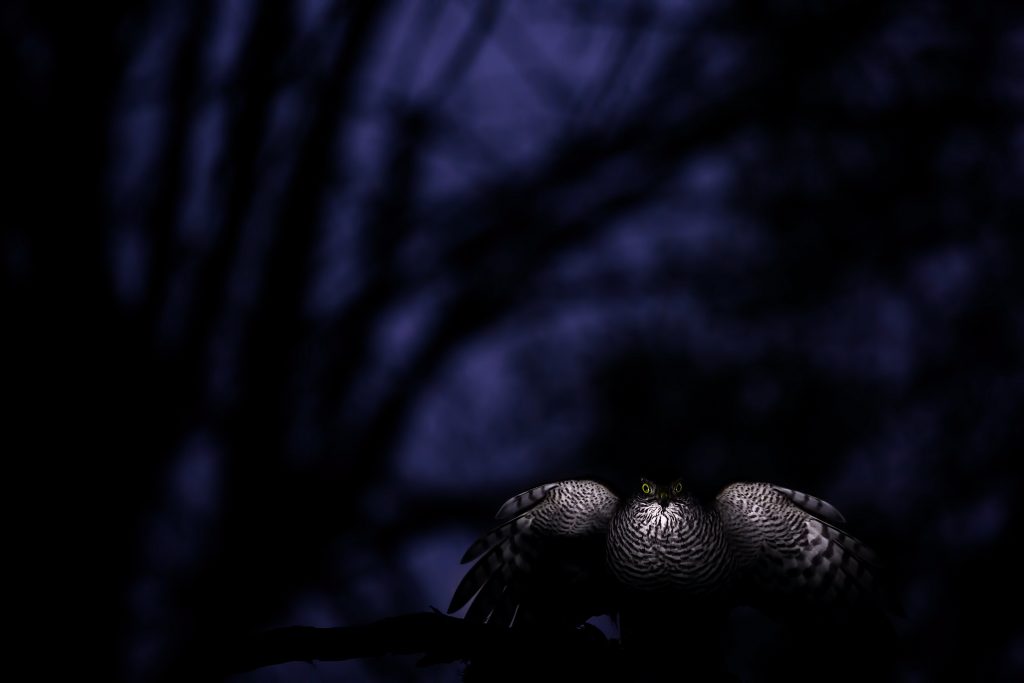 Sparviero	Melchiorre Pizzitola – Bologna BO