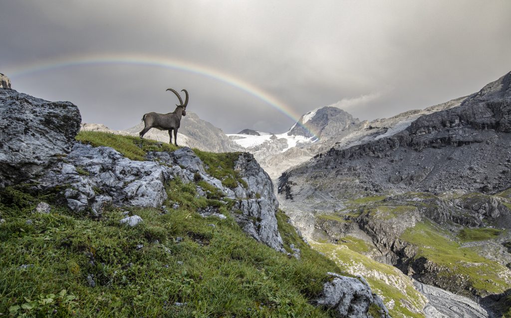Stambecco, il re delle Alpi - Christoph Platzer – Stelvio BZ