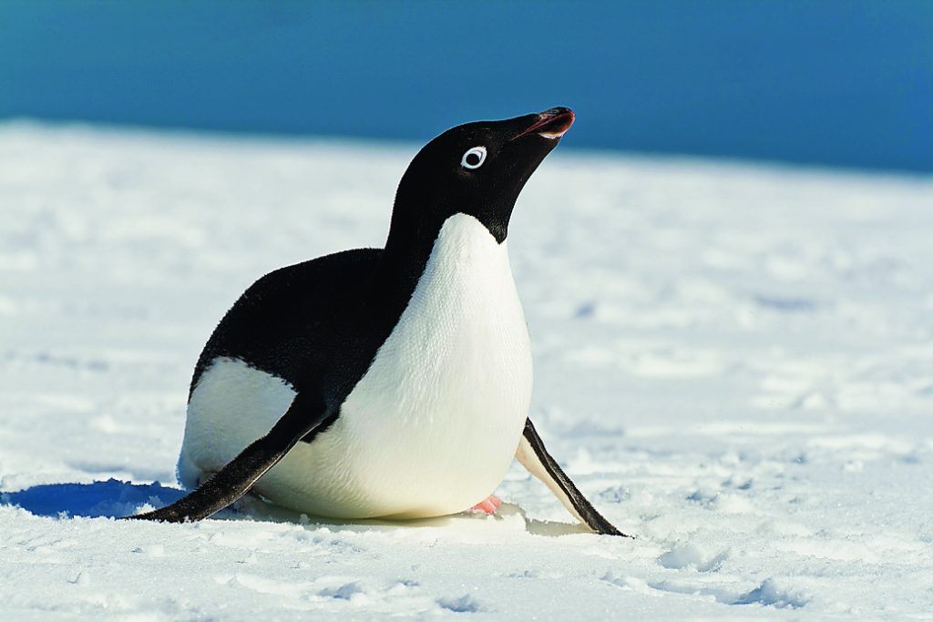 Sono due le specie
di pinguino che vivono esclusivamente sul continente antartico: l’imperatore e il pigoscelide di Adelia (in questa foto. Foto IMAGE PROFESSIONALS GMBH/ALAMY