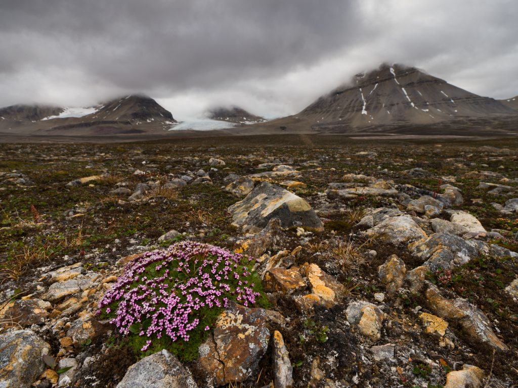 Molte specie di piante artiche, come questa silene, vivono anche alle alte quote alpine - Credits Giamberini/Provenzale