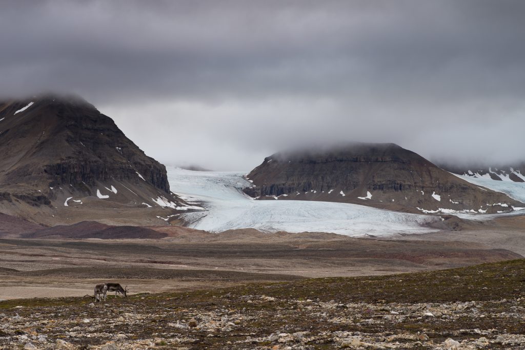 I ghiacciai nel bacino del Bayelva, con le renne che pascolano nella tundra, in una tipica giornata artica - Credits Giamberini/Provenzale